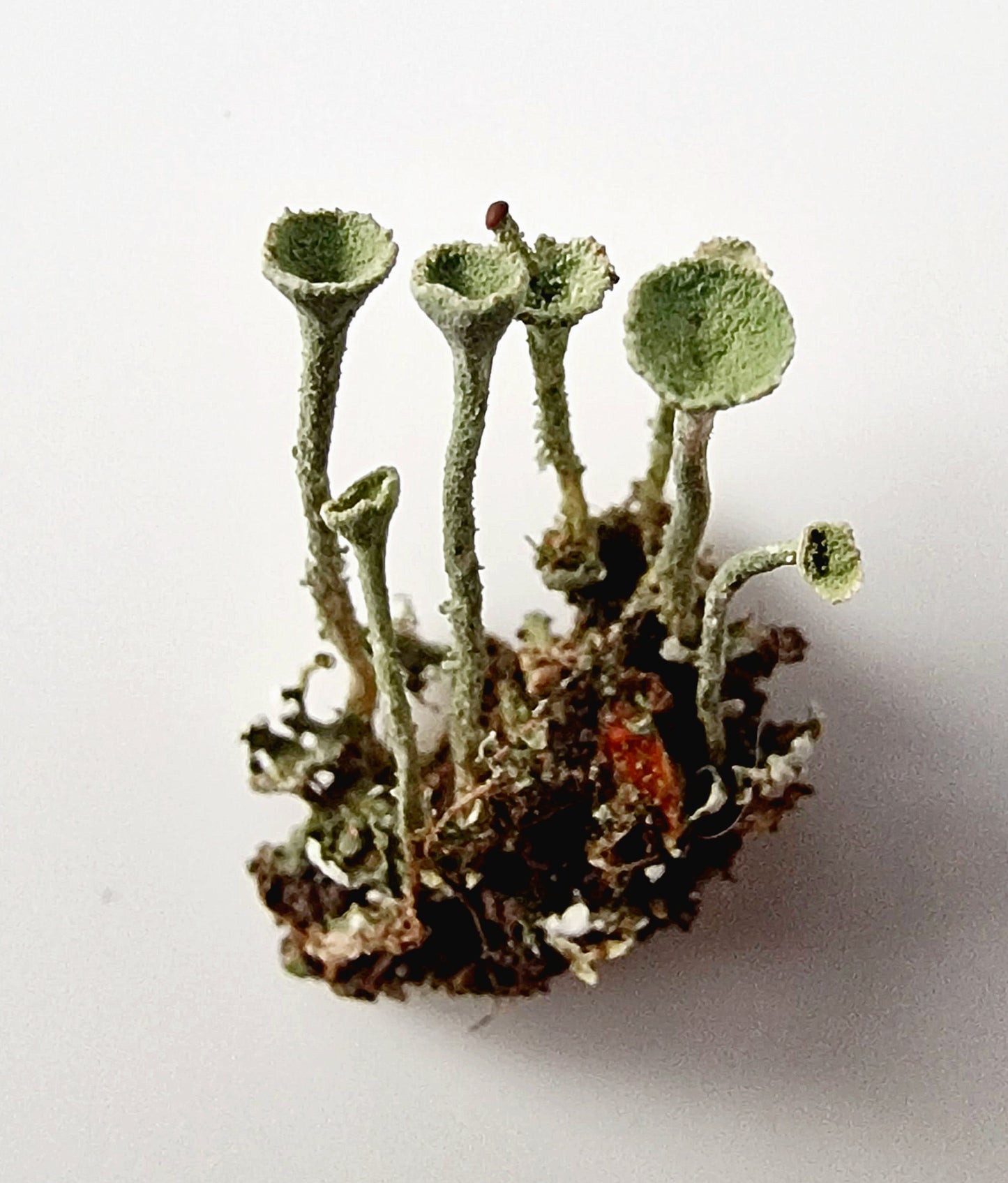 Lichens collection