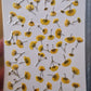 Pressed gypsophila SUNNY