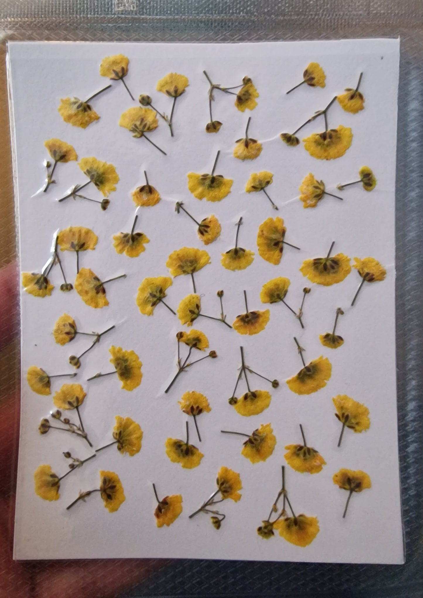 Pressed gypsophila SUNNY