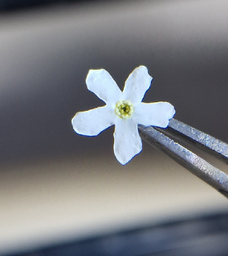 White forget me nots