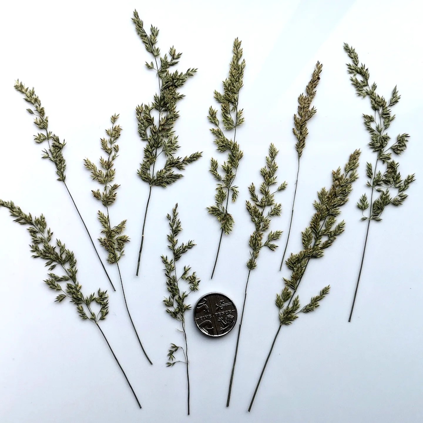 B GRADE foliage