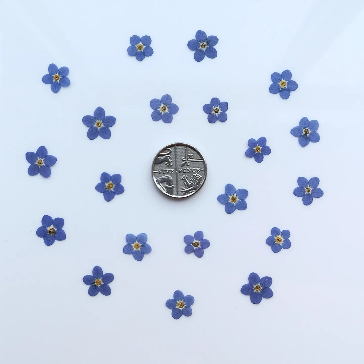 Pressed forget me nots