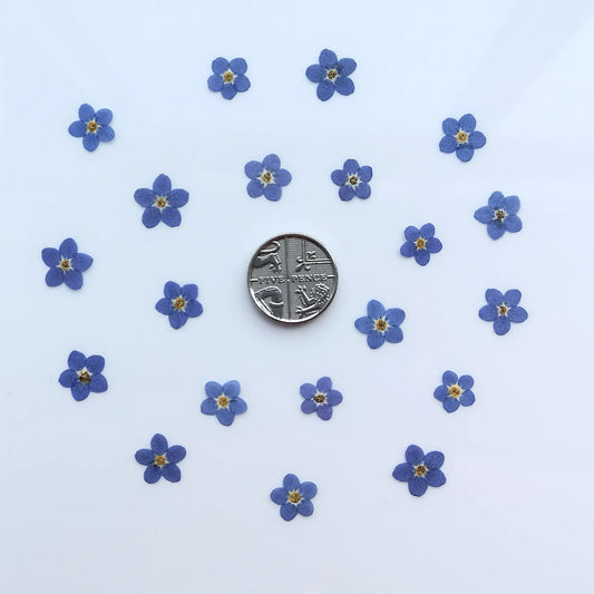 Pressed forget me nots