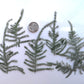 asparagus fern
