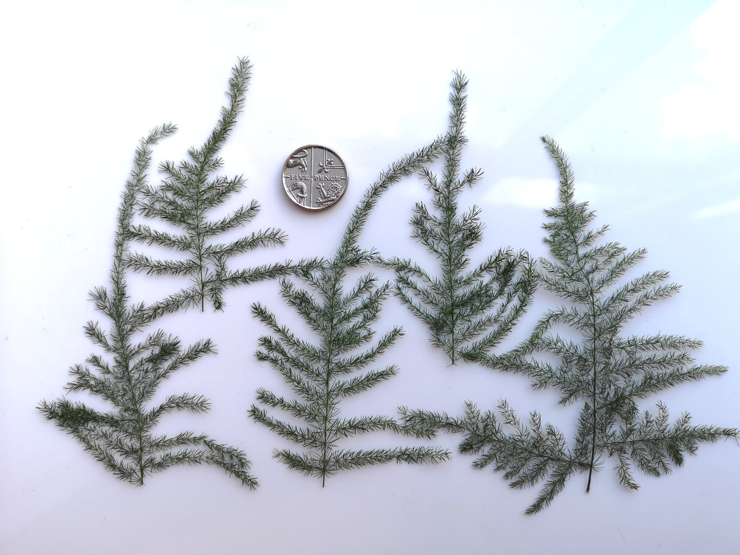 asparagus fern