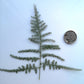 asparagus fern