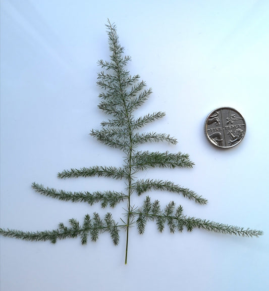 asparagus fern