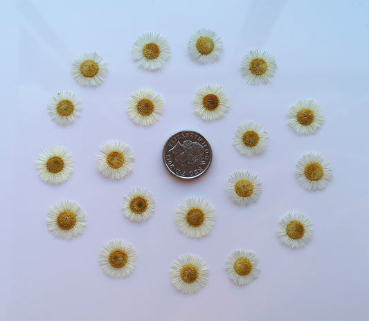 tiny daisies