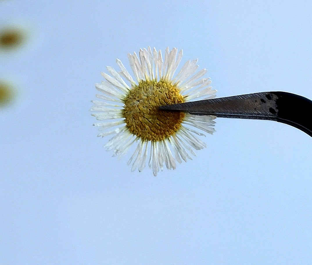 tiny daisies