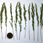 Pressed spring grass