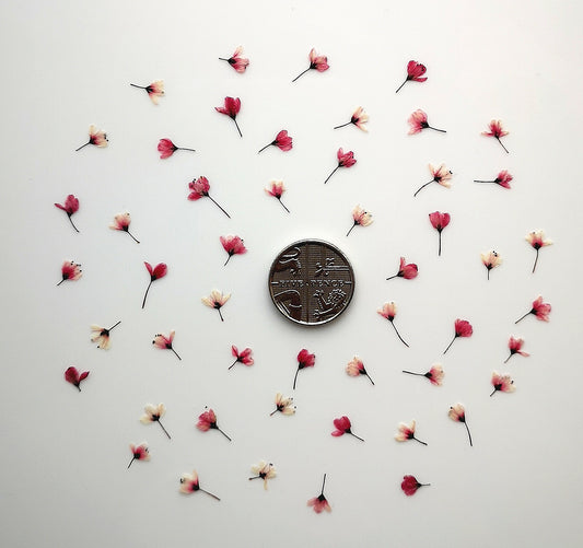 Tiny pressed Japanese blossons