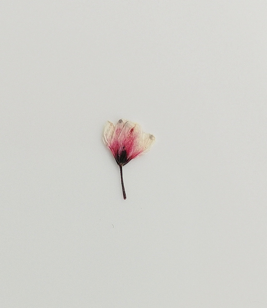 Tiny pressed Japanese blossons