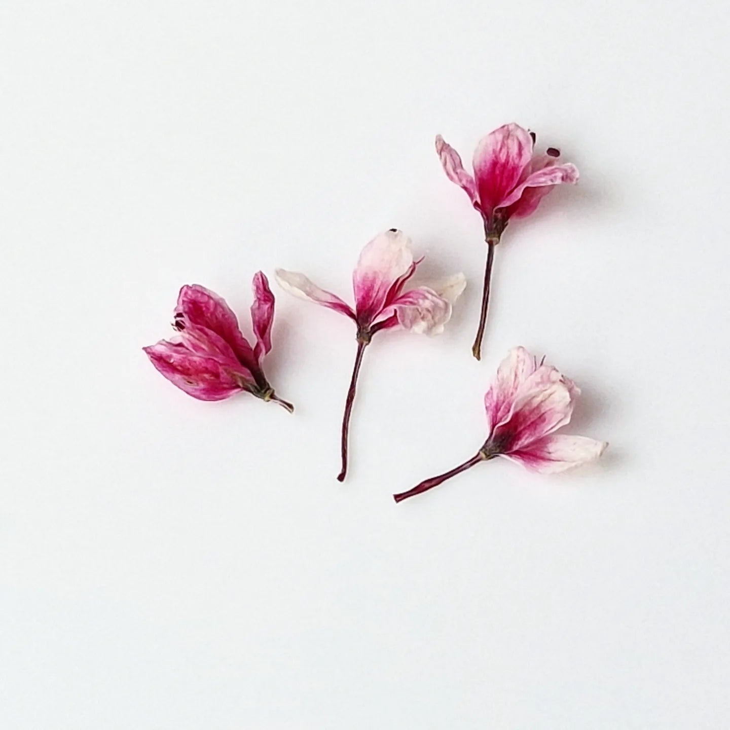 Tiny japanese blossoms 3d
