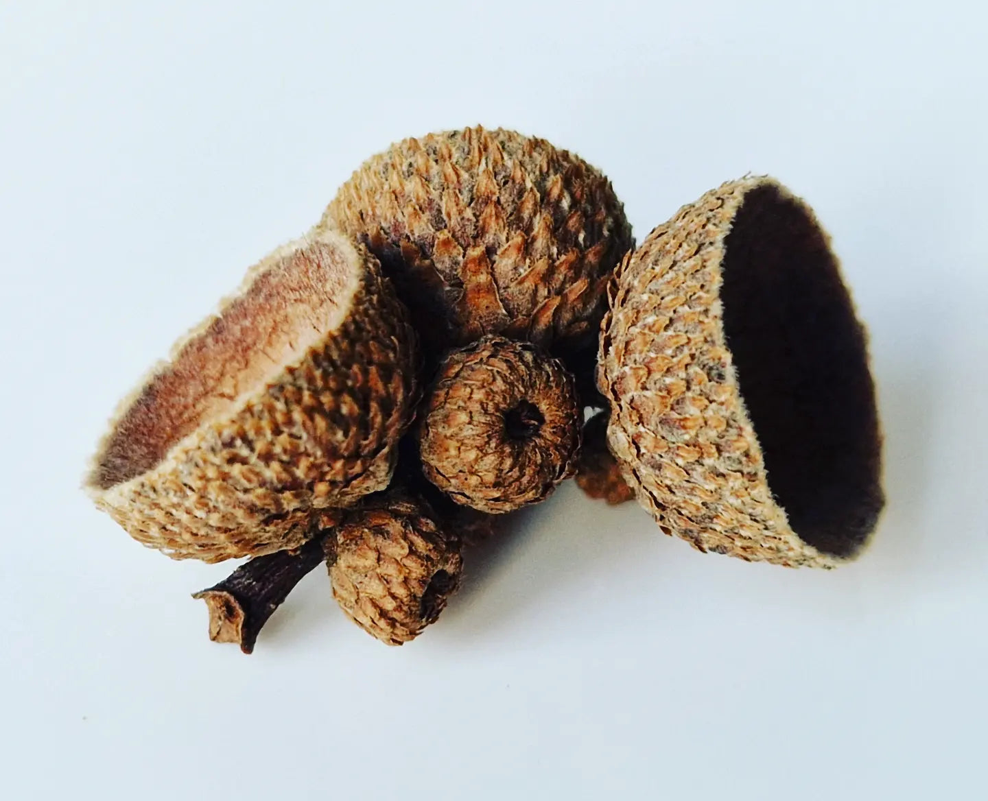 Acorn nests