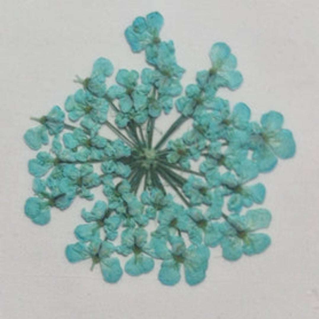 Queen Ann's lace bulk packs